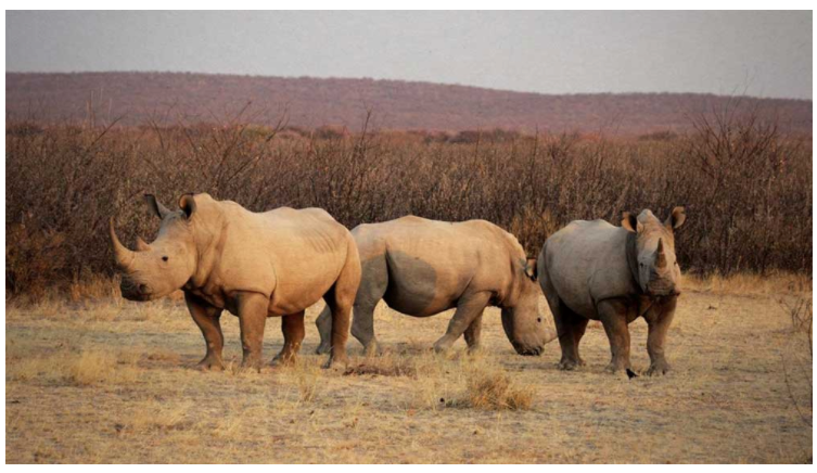 southern white rhino_colourful